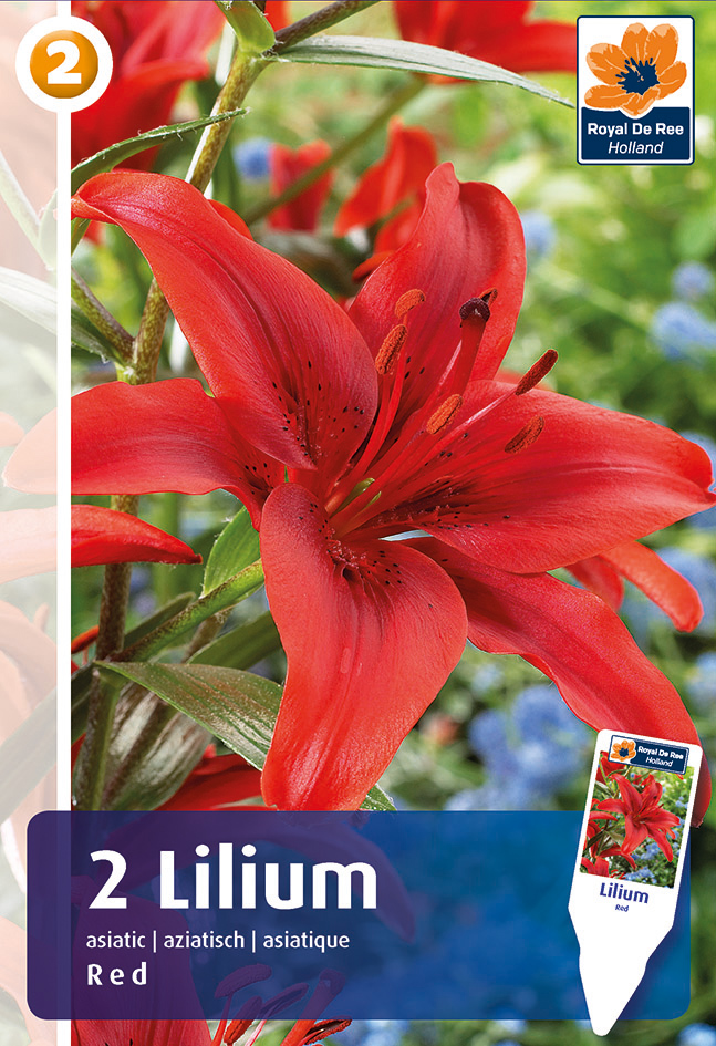 Liilia Asiatic Red 2 tk