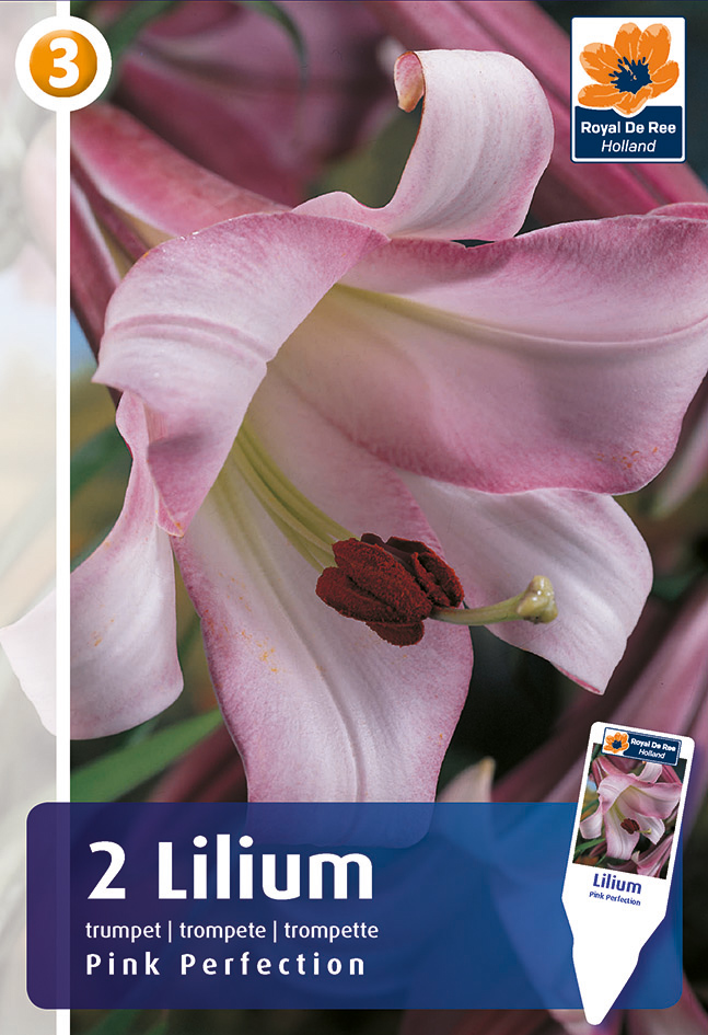 Liilia Pink Perfection 2 tk