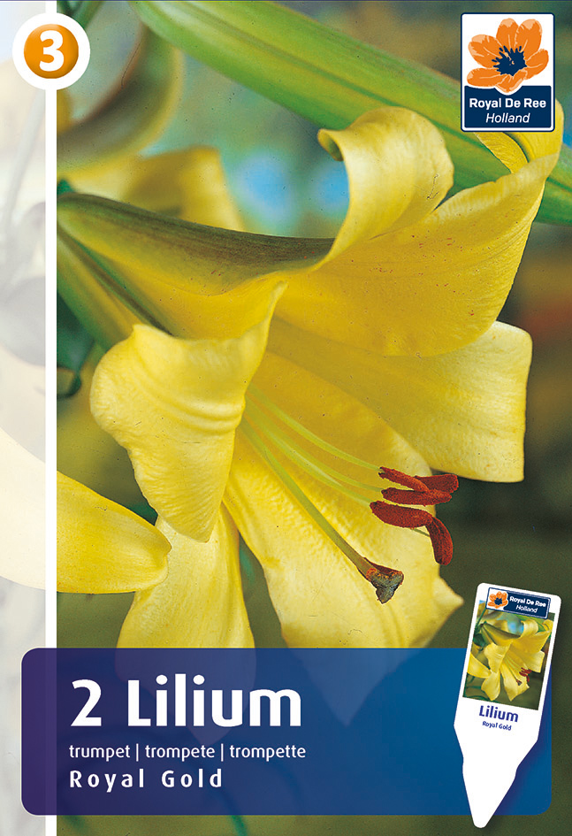 Liilia Royal Gold 2 tk