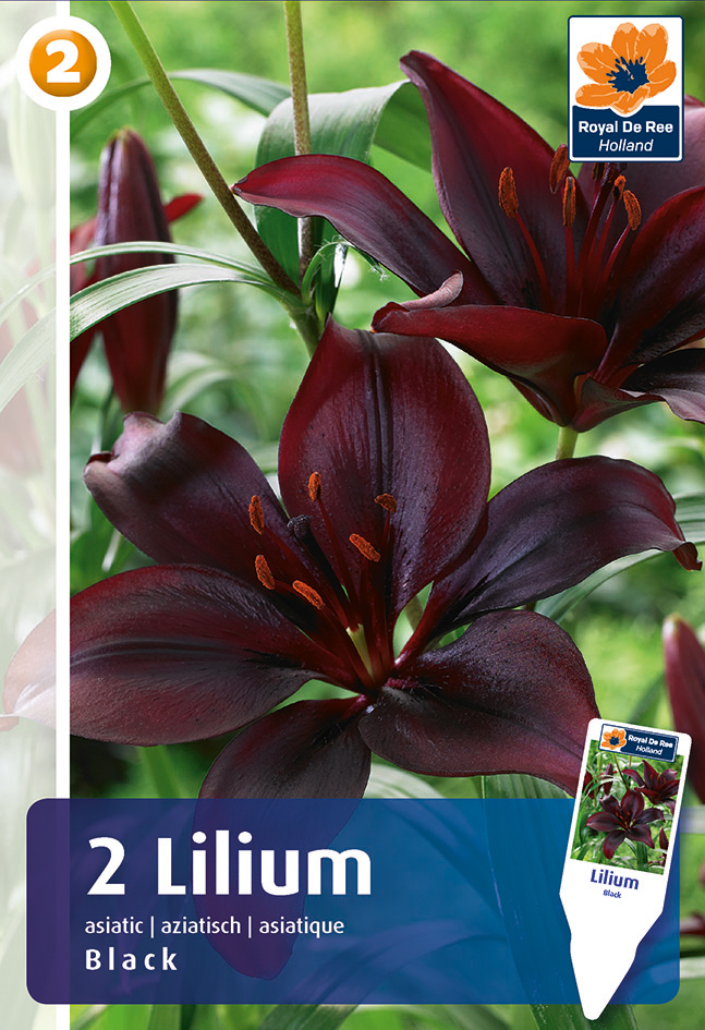 Liilia Asiatic Black 2 tk