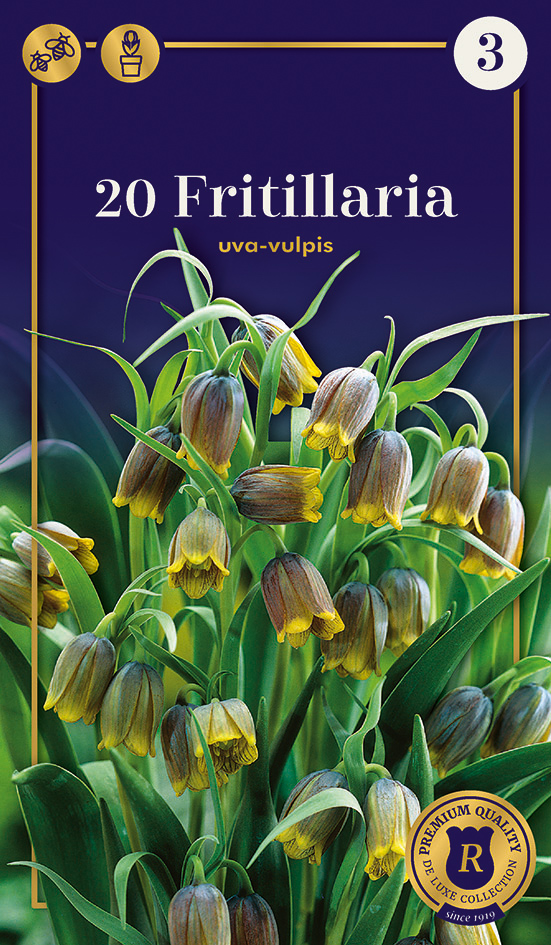 Püvilill Uva-Vulpis 20 tk