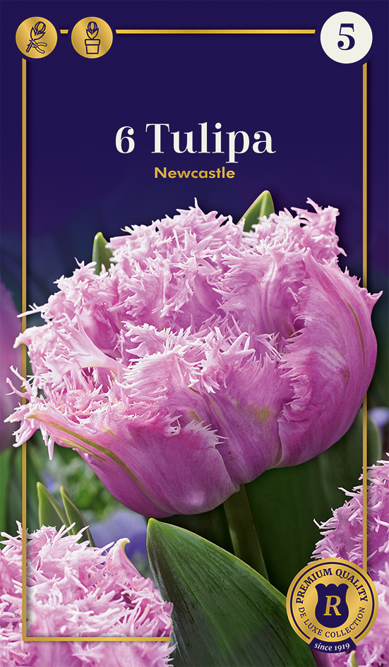 Tulp Newcastle 6 tk
