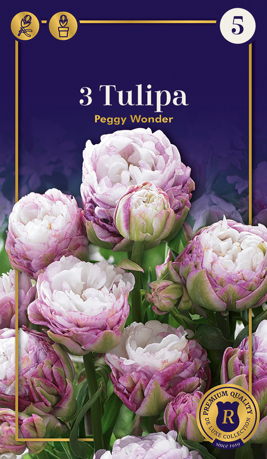 Tulp Peggy Wonder 3 tk