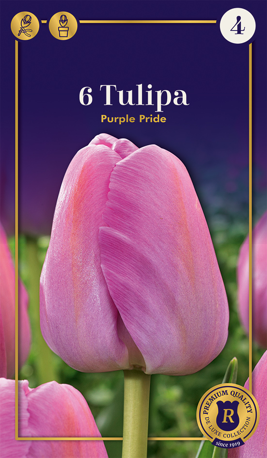 Tulp Purple Pride 6 tk