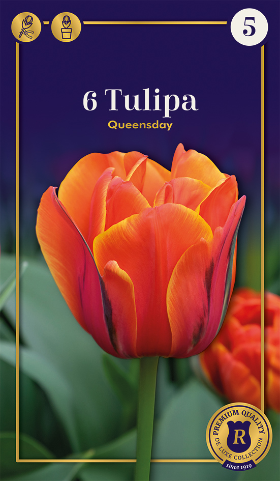 Tulp Queensday 6 tk