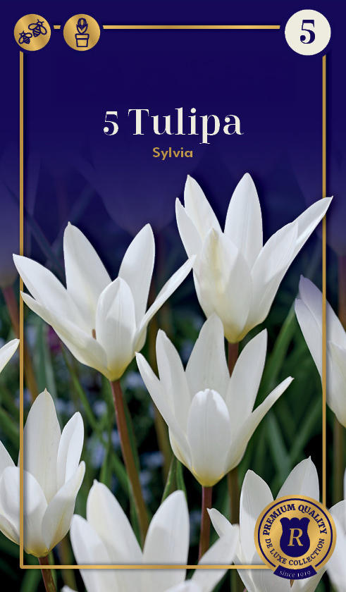 Botaaniline tulp Sylvia 5 tk