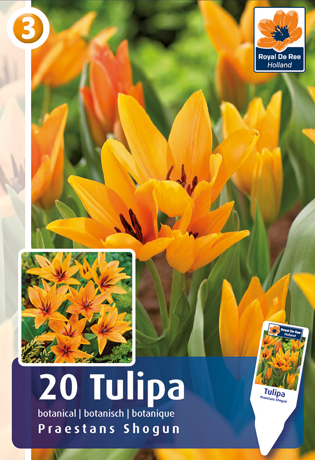 Botaaniline tulp Praestans Shogun 20 tk
