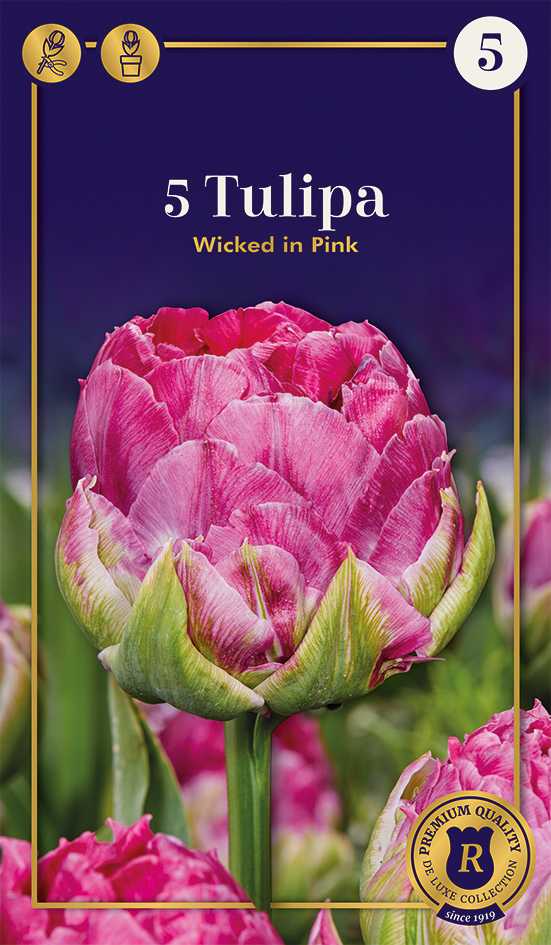 Tulp Wicked in Pink 5 tk