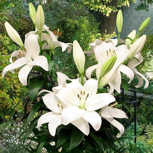 Liilia Kent 1 tk