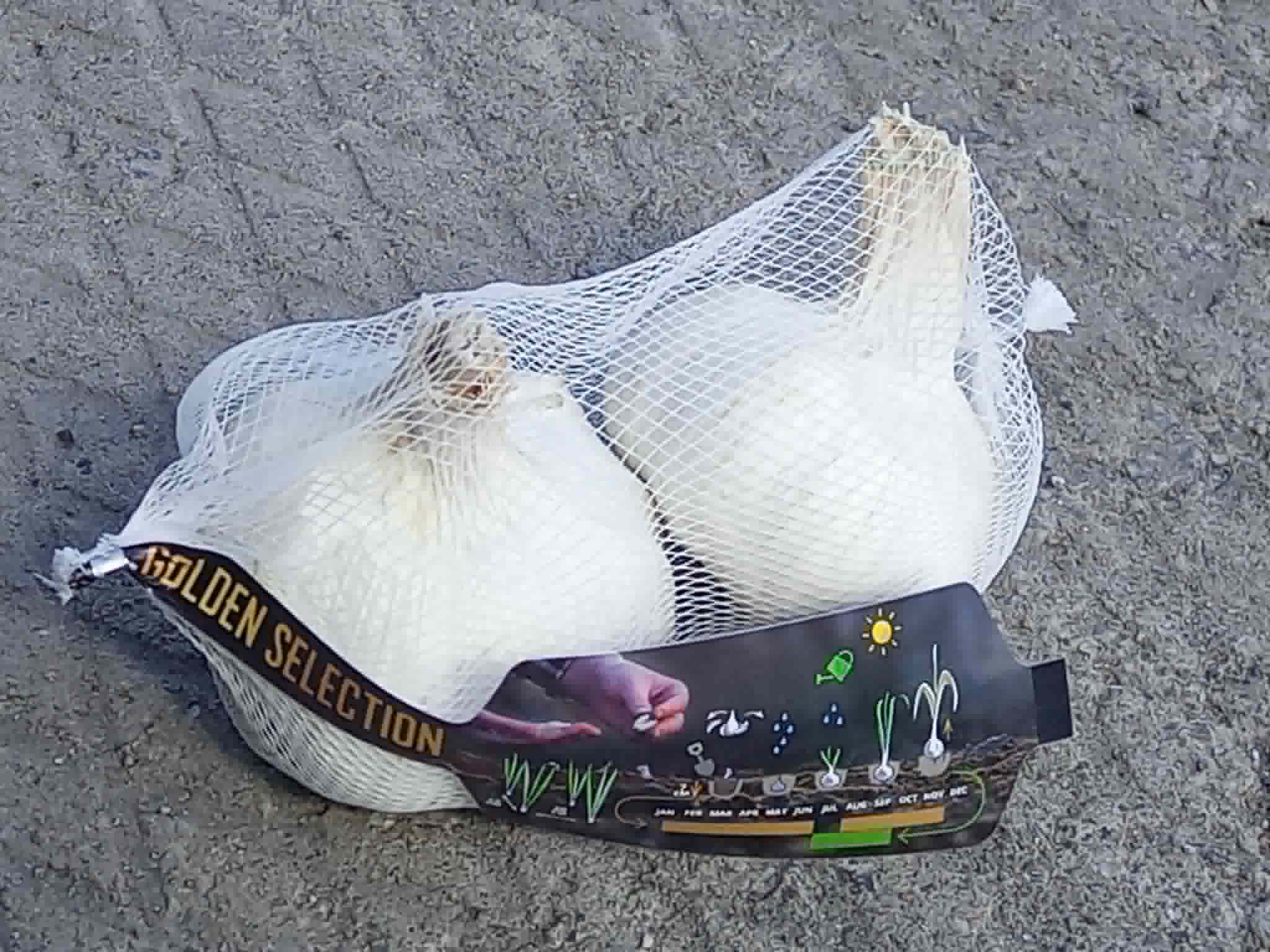 Küüslauk Messidrome 2 tk