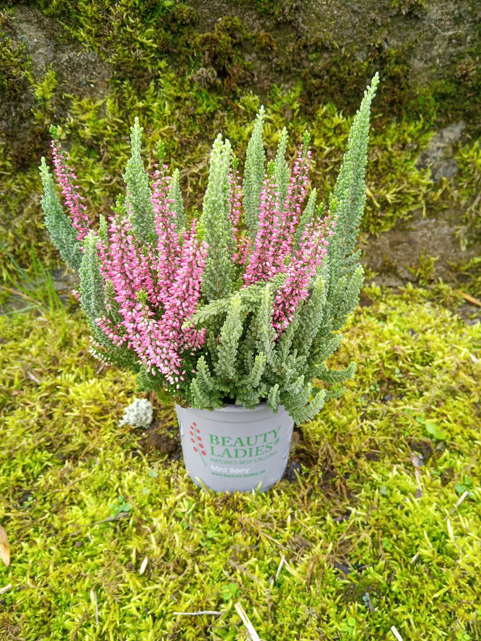 Kanarbik Mint Berry P11